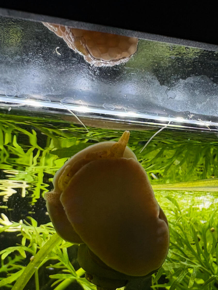 Packs of roaming predators Packs of roaming predators