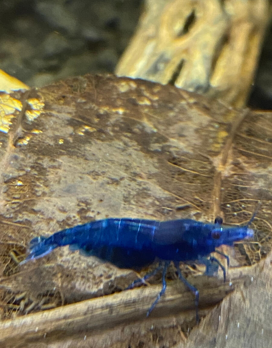 Be super, like the shrimp