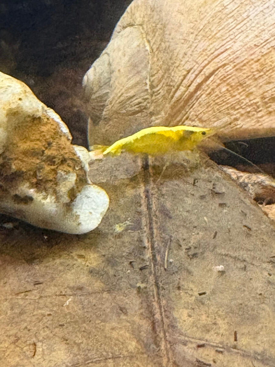 Be super, like the shrimp